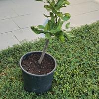 pianta limone carrubaro 