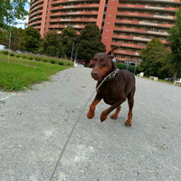 Dobermann 5 anni con pedigree