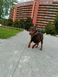 Dobermann 5 anni con pedigree