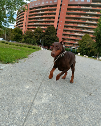 Dobermann 5 anni con pedigree