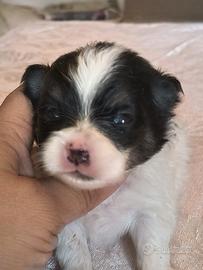 Spitz Pomerania nano