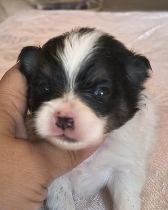 Spitz Pomerania nano