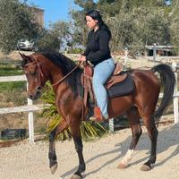 Cavallo da trekking