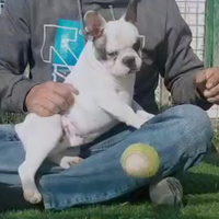 Bulldog francese cucciolone