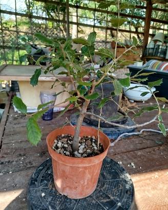 Querce impostate a Bonsai 
