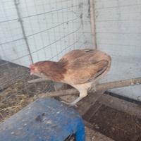 Araucana pulcini