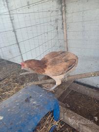 Araucana pulcini