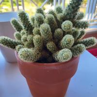 piantina cactus