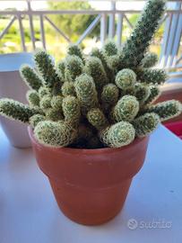 piantina cactus