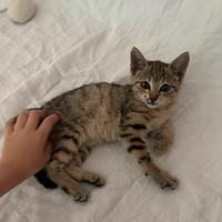 Una famiglia per questa gattina