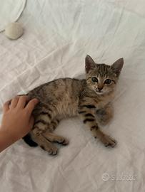 Una famiglia per questa gattina