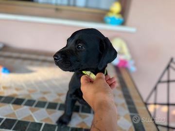 Labrador da lavoro