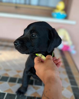 Labrador da lavoro