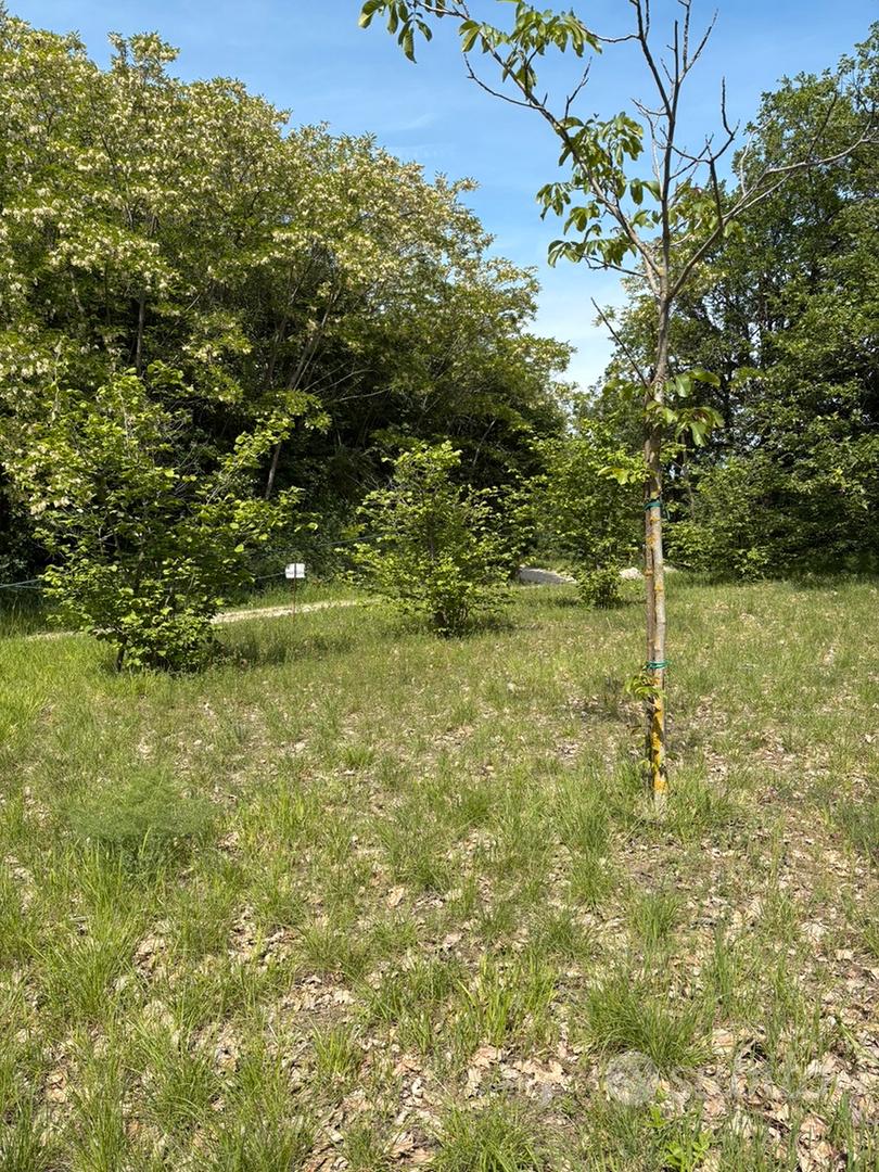 Terreno agricolo seminativo - Vista 5