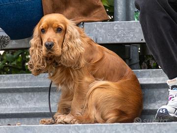 Disponibile per accoppiamento