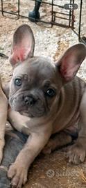 Bulldog francese