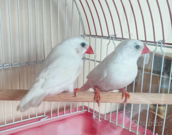 Diamanti mandarino BIANCHI