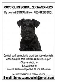 Cuccioli di schnauzer nero