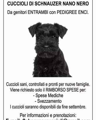 Cuccioli di schnauzer nero