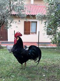 Gallo Ancona