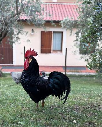 Gallo Ancona