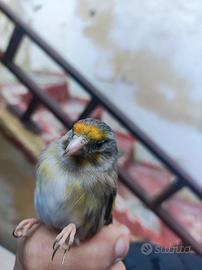 Incardellata