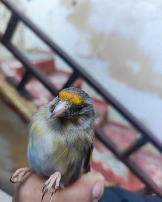 Incardellata