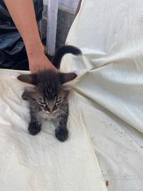 Gattini in adozione