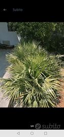 piante 