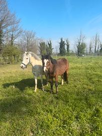 Pony Welsh 8 anni e 13 anni