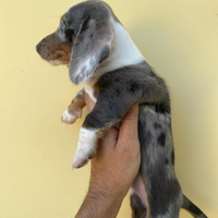 Cucciola di bassotta kanichen