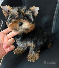 Yorkshire terrier femminuccia piccina