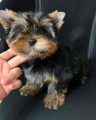 Yorkshire terrier femminuccia piccina