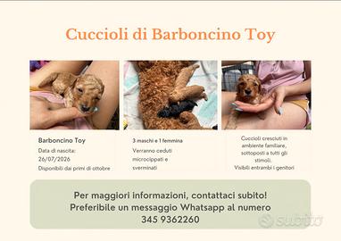Cuccioli di Barboncino Toy