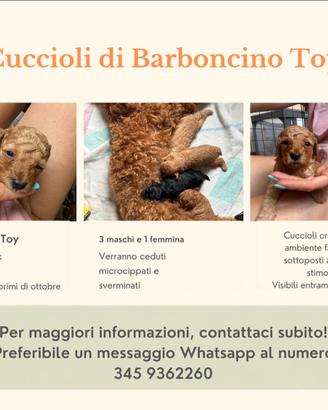Cuccioli di Barboncino Toy