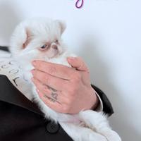 Chihuahua femmina bianca