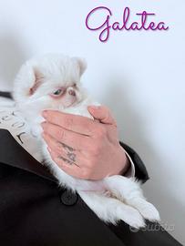 Chihuahua femmina bianca