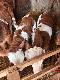 Vitelli pezzati rossi