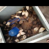 U.o.v.a quaglie jumbo