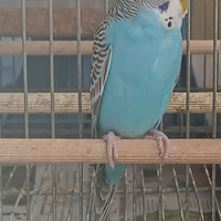 Cocorita maschio