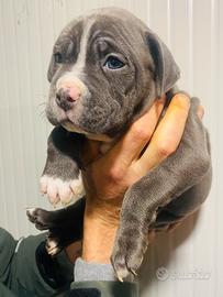 Cuccioli American bully