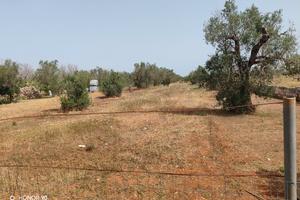 terreno 62 aree 