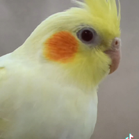 Pappagalli,pulli di calopsite allevati a mano