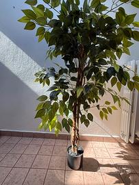 Piante arredo