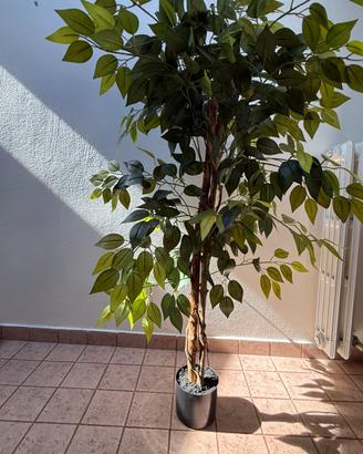 Piante arredo