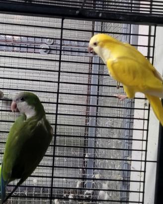 Coppia monaco lutino x verde