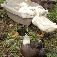 Anatre germani reali