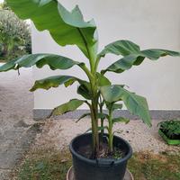 Piante Banano