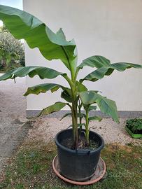 Piante Banano
