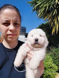 Pastore Maremmano abruzzese Pedigree